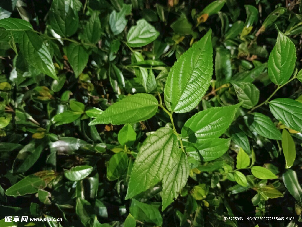 翠綠繁茂的熱帶植物景象