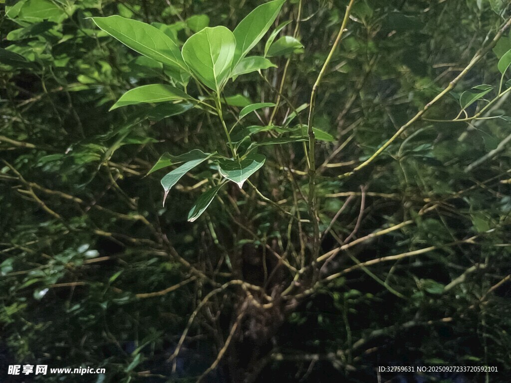 茂密叢林中的綠色植物