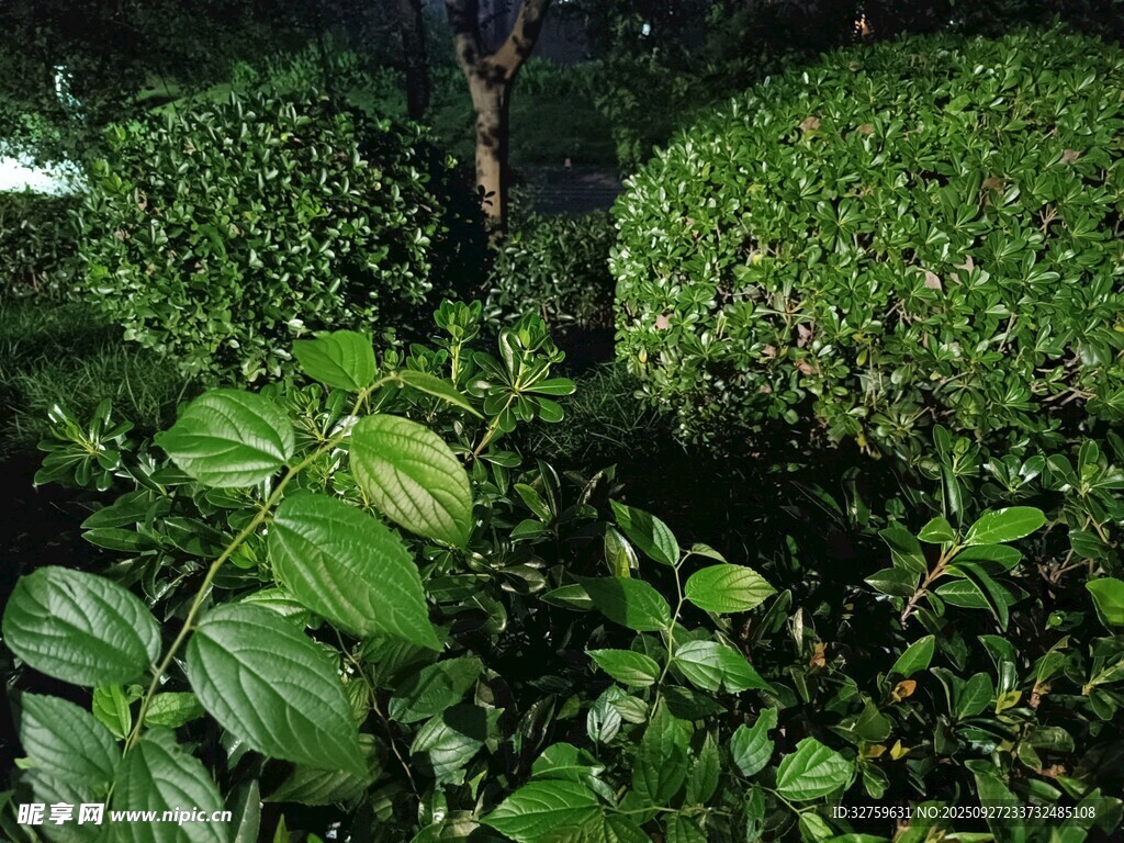 夜晚中的繁茂綠植景觀