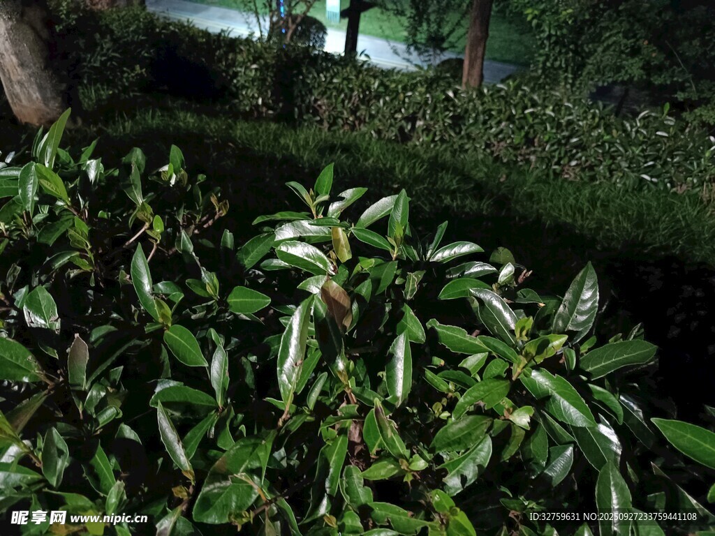 茂密綠植中的生機(jī)景象