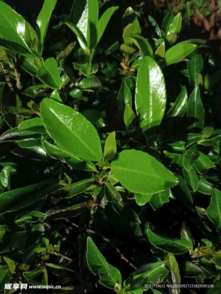 翠綠繁茂的生機植物