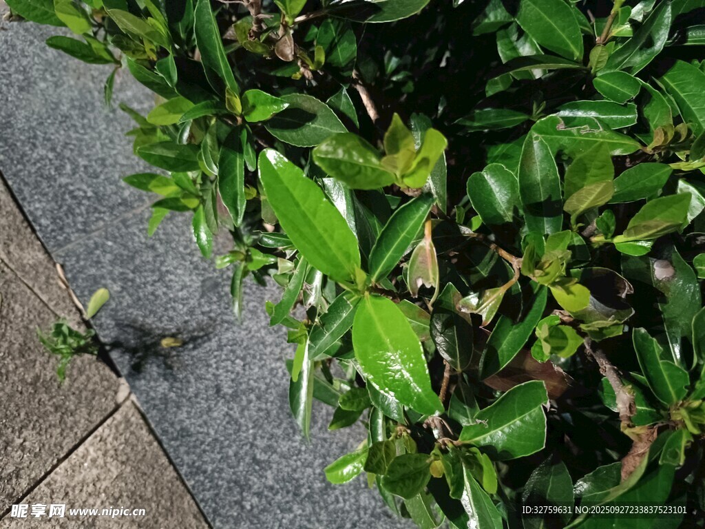路邊翠綠植物特寫(xiě)