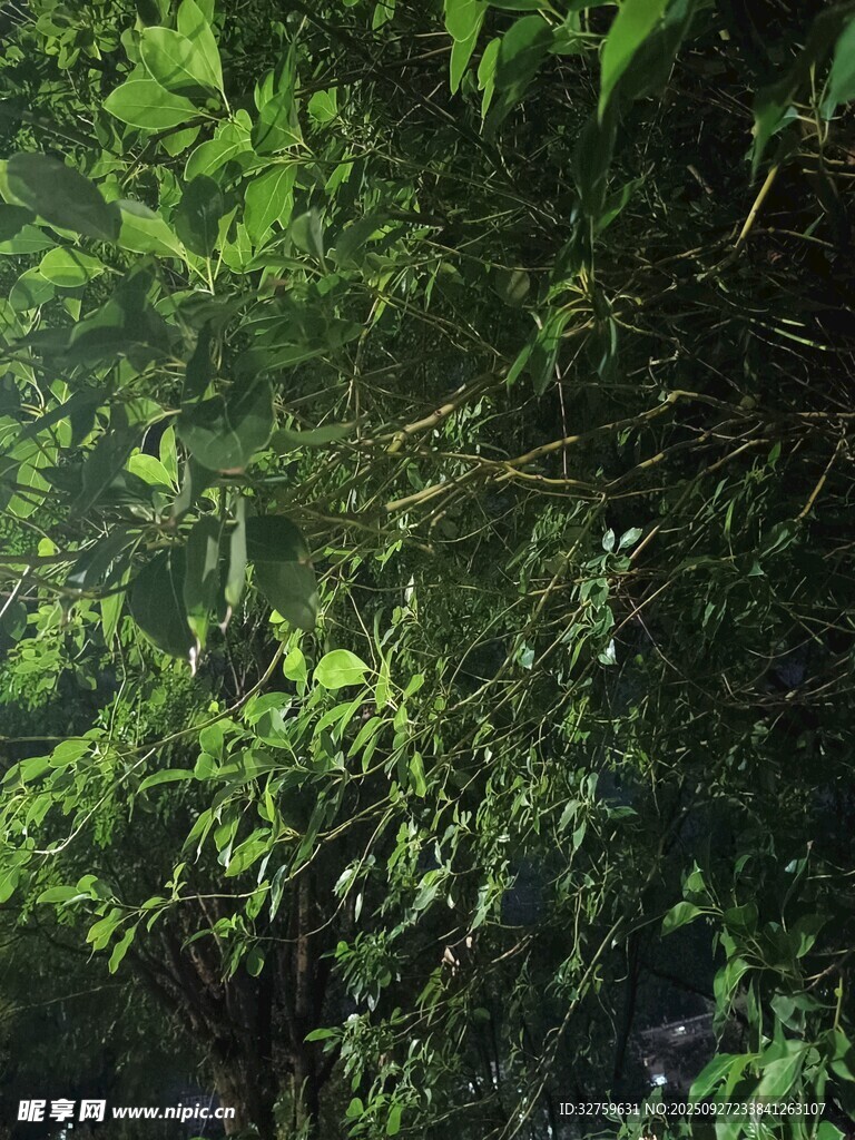 繁茂綠葉中的靜謐景象