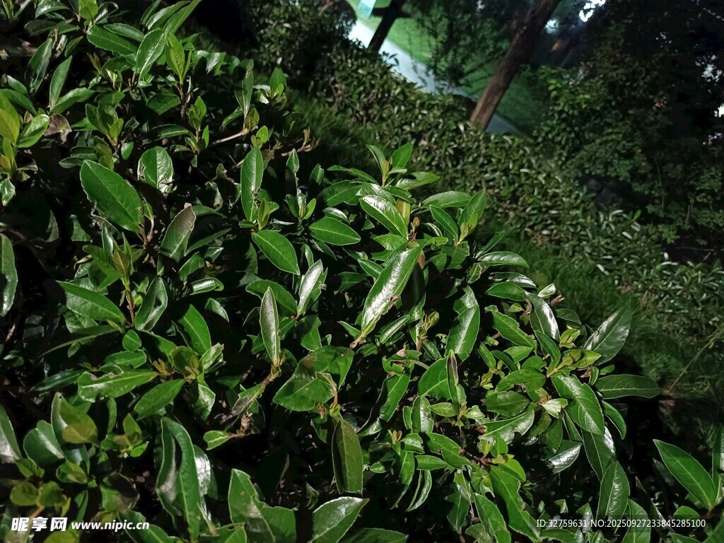 翠綠繁茂的茶樹景象