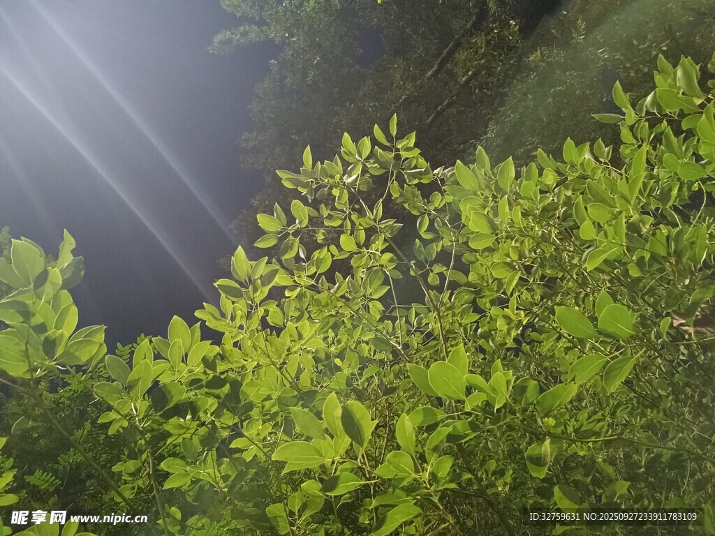 林間光束下的翠綠植被