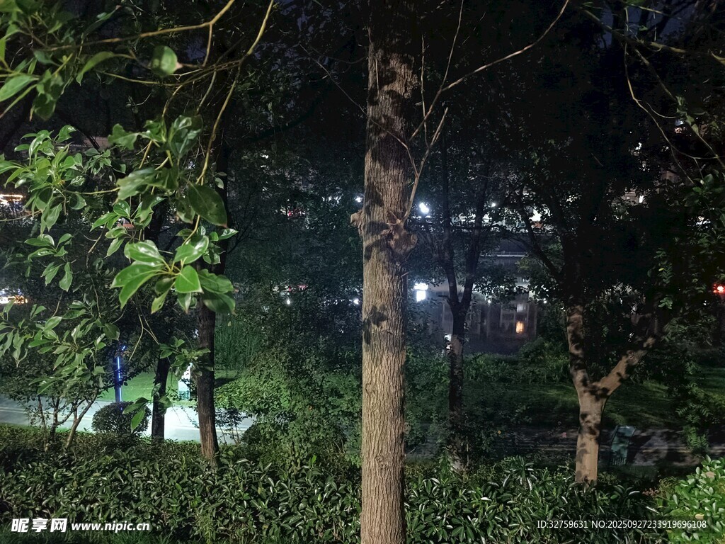 夜晚林間景色