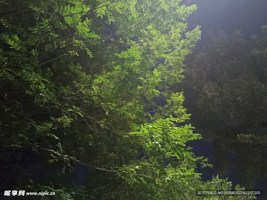 林間光影下的翠綠植被