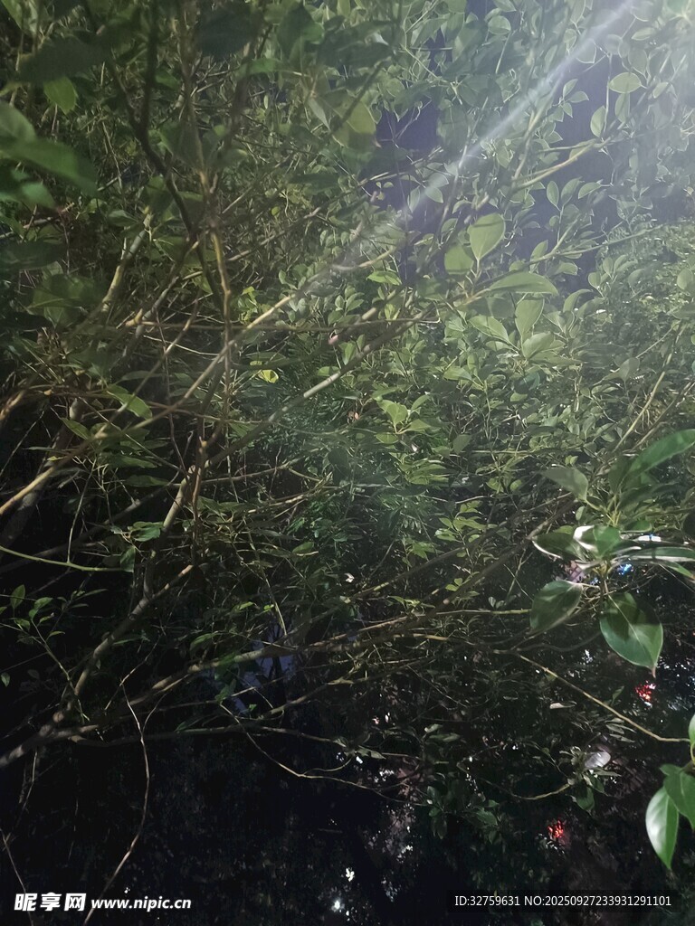 林間陽光灑落綠意盎然