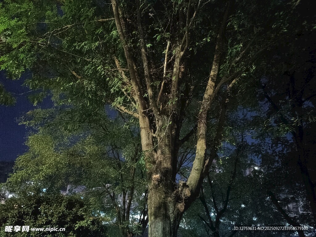 夜幕下的高大樹木