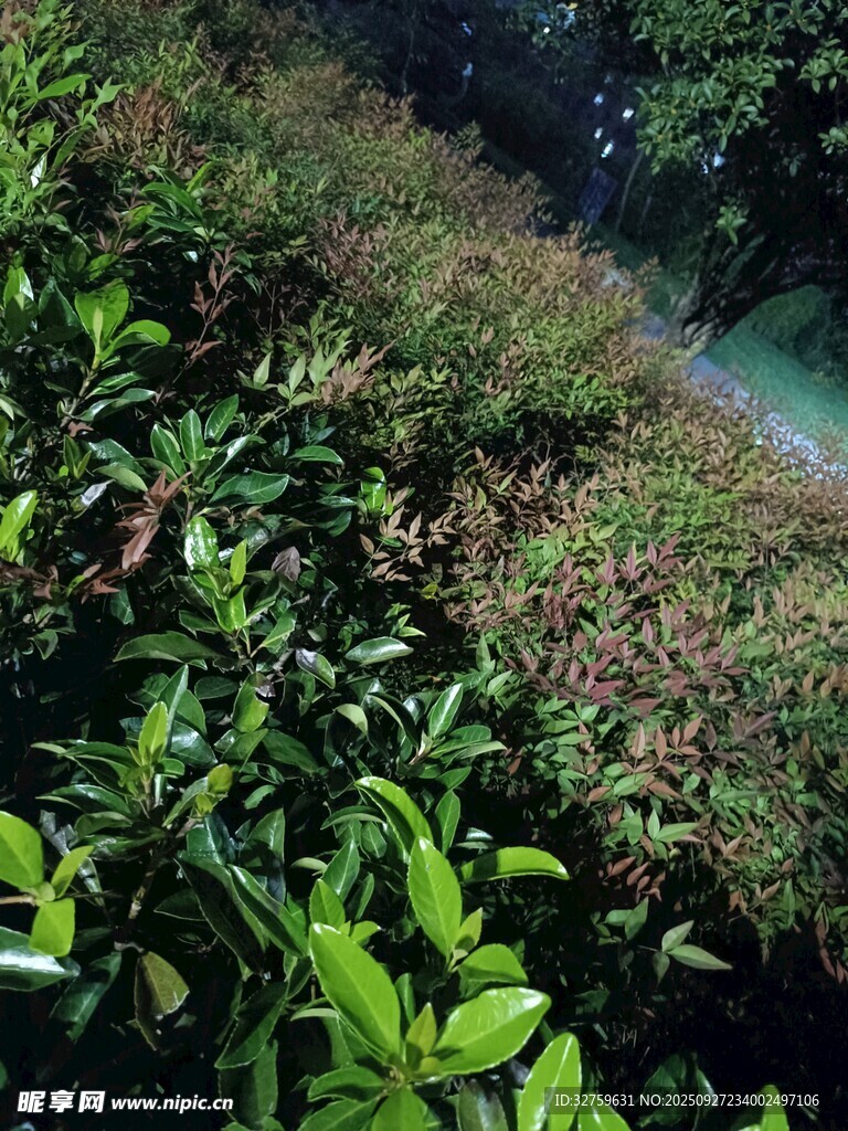 夜幕下的繁茂綠植景觀