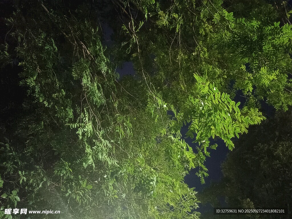 林間綠蔭下的光影世界