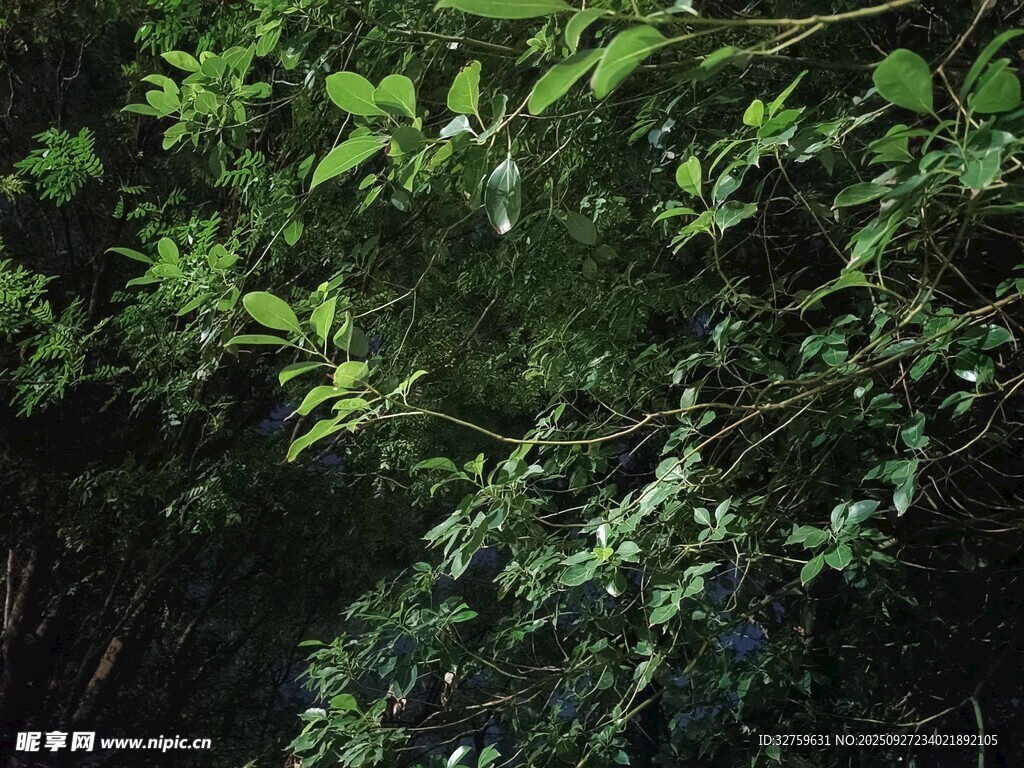 茂密綠植叢林景象