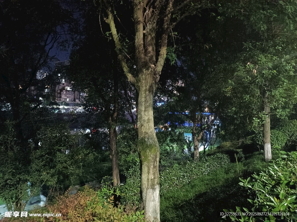 夜晚林間景致