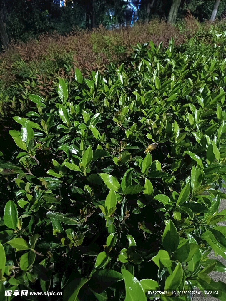 綠意盎然的植物景觀