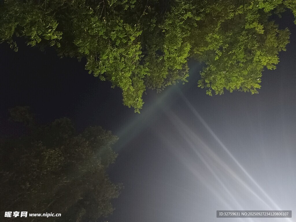 林間夜影