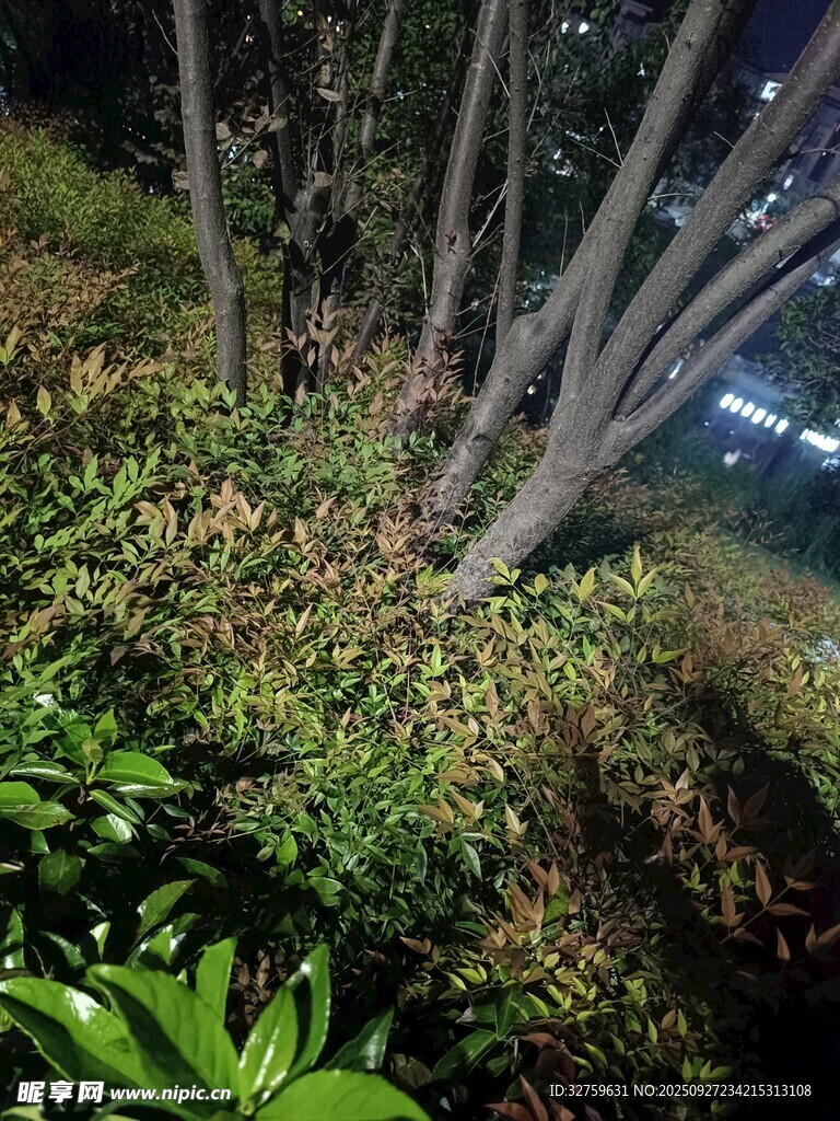 夜間樹(shù)林中的綠植景觀