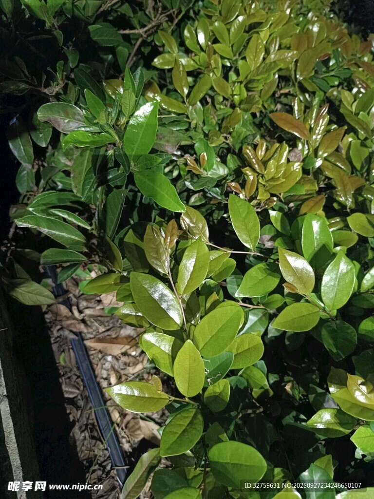 翠綠植物盆栽展示