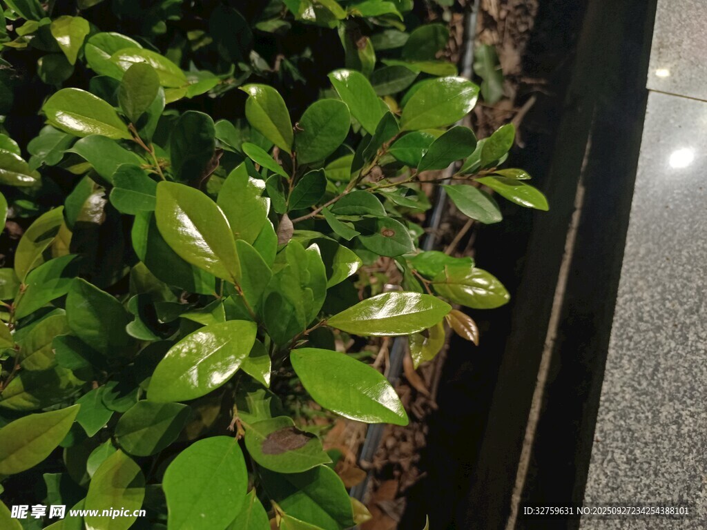 墻邊翠綠植物生機(jī)盎然