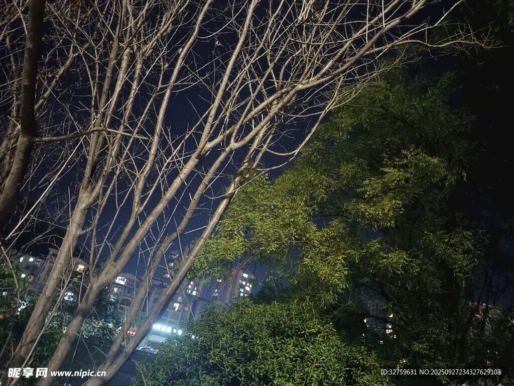 夜中樹枝與遠處城市燈火