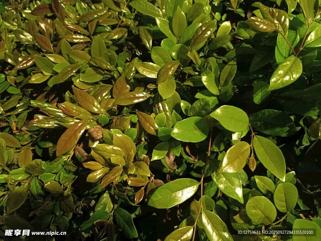 翠綠茂盛的植物葉片