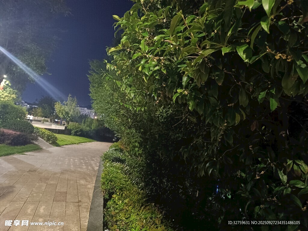 夜晚小徑旁的蔥郁綠植