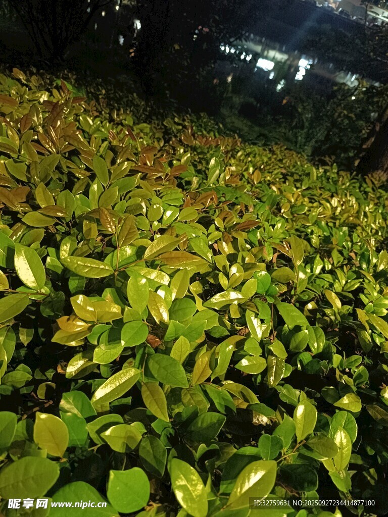 夜間綠植景觀