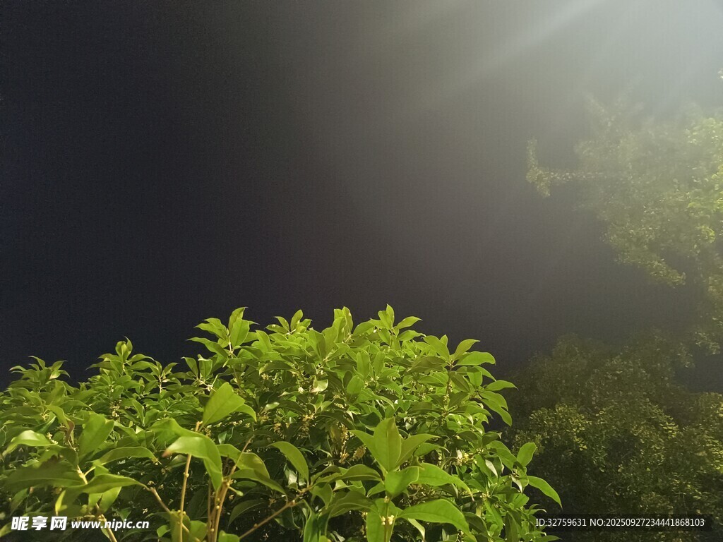 晨光下的翠綠植物
