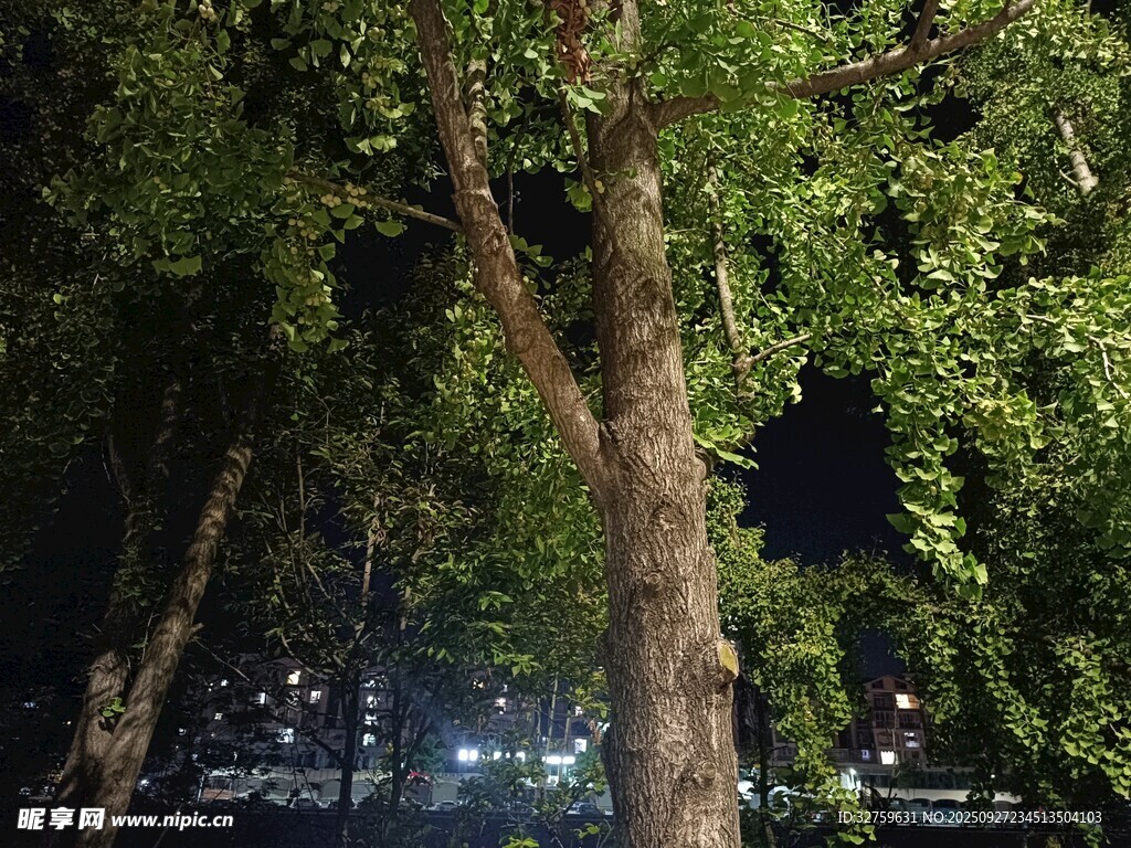 夜晚繁茂樹木的靜謐景象