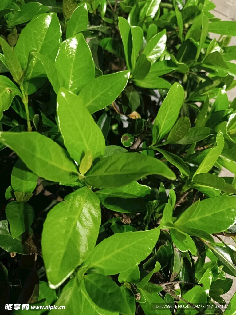 翠綠生機盎然的繁茂葉片