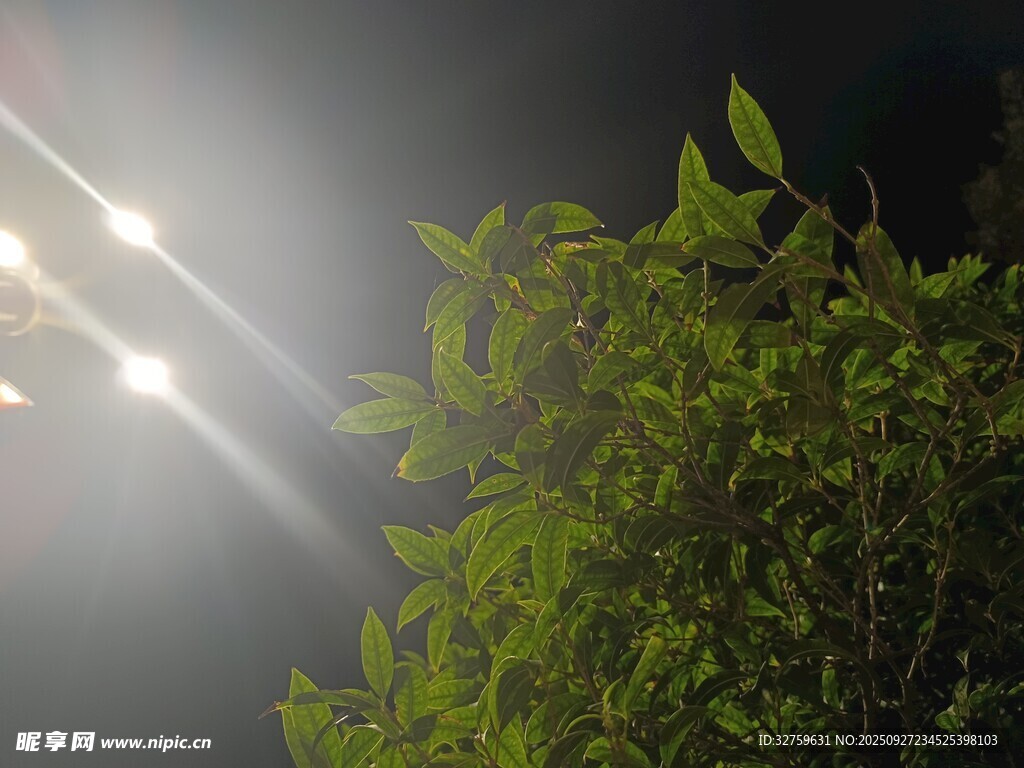 夜燈下的翠綠枝葉