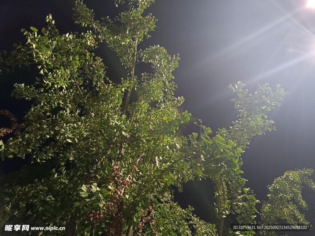 陽光穿透樹林的綠意瞬間