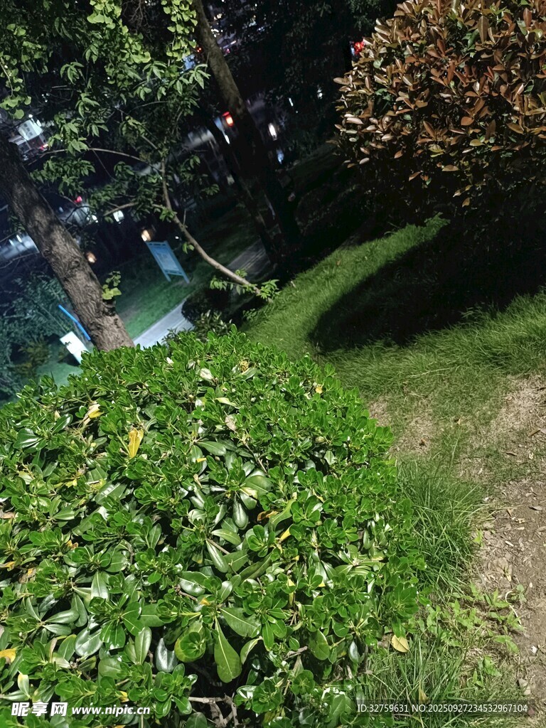 綠意盎然的戶外景致
