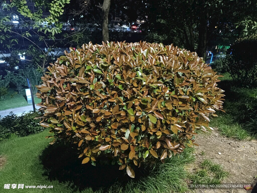 球形灌木植物特寫