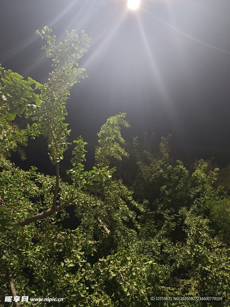 陽(yáng)光穿透枝葉的綠意瞬間