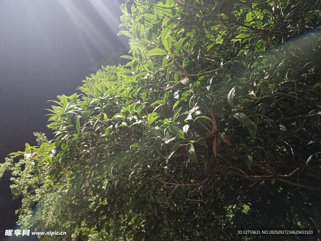 陽光灑落綠意盎然的枝葉