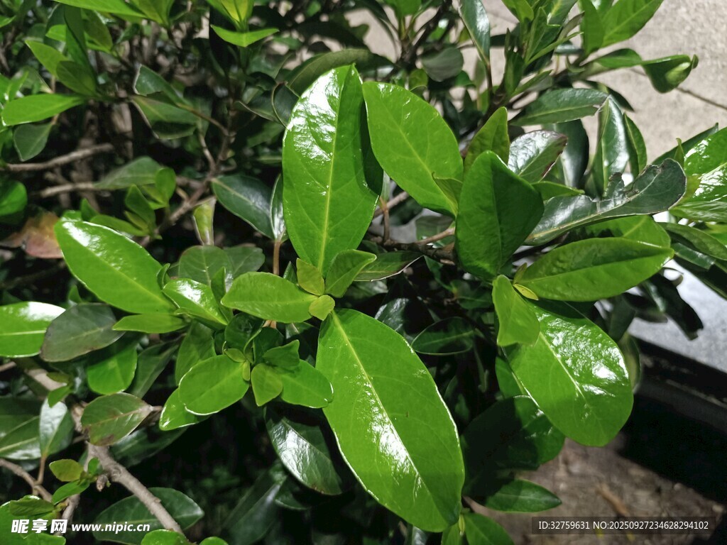 翠綠光亮的葉片植物