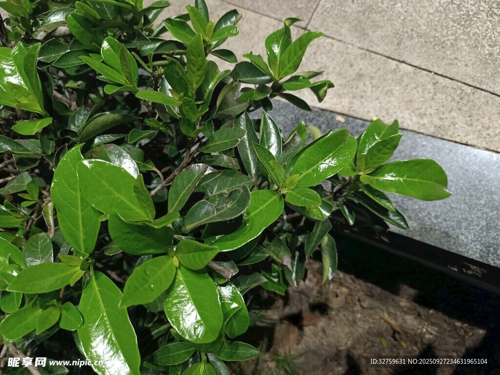 翠綠葉片的盆栽植物