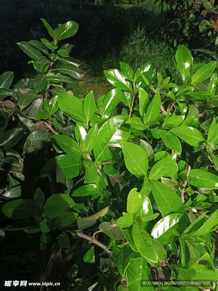 翠綠葉片生機盎然