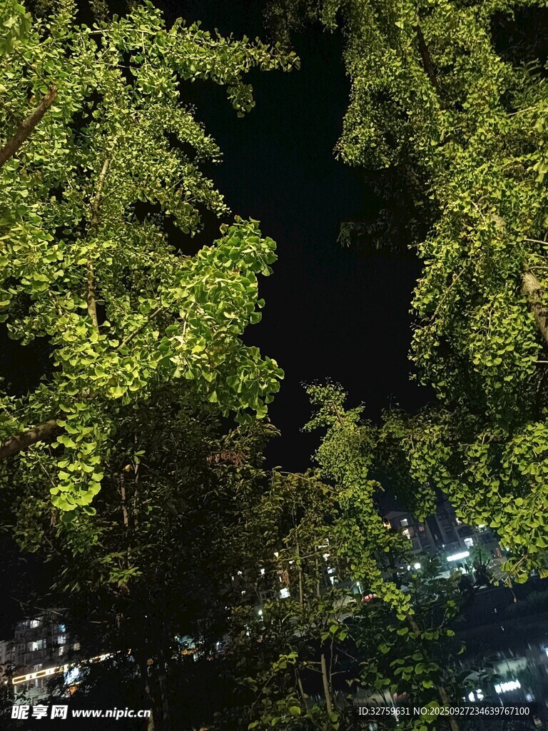 夜晚繁茂綠樹景觀