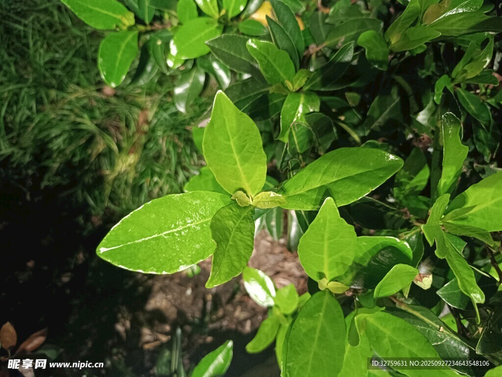 翠綠葉片的生機景象