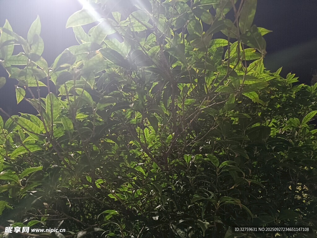 陽光穿透綠葉的清新景象