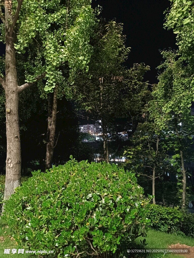 夜晚樹林中的綠植景觀