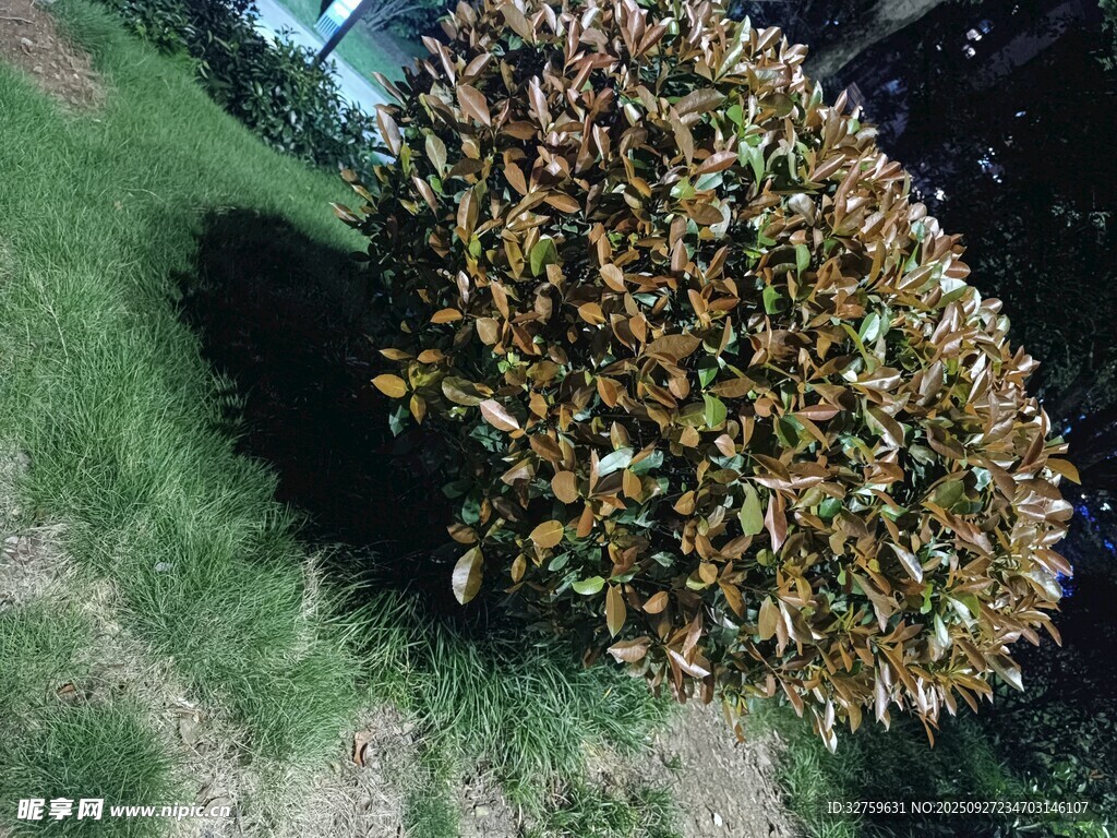 修剪整齊的綠植灌木