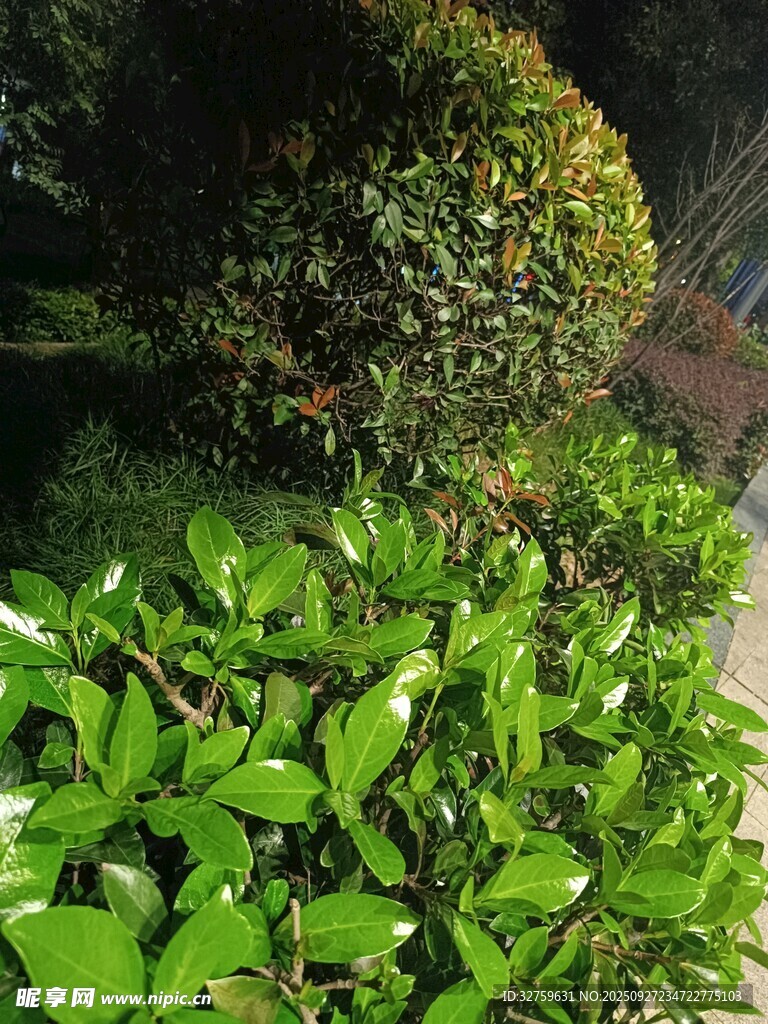 綠意盎然的園林植物景觀