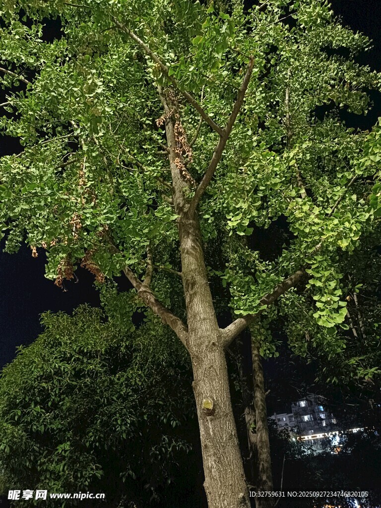 夜晚中的蔥郁樹木