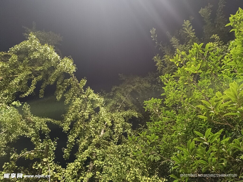 陽光灑落蔥郁綠植間
