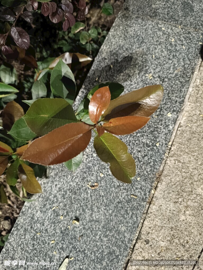 石板旁的多彩葉片植物