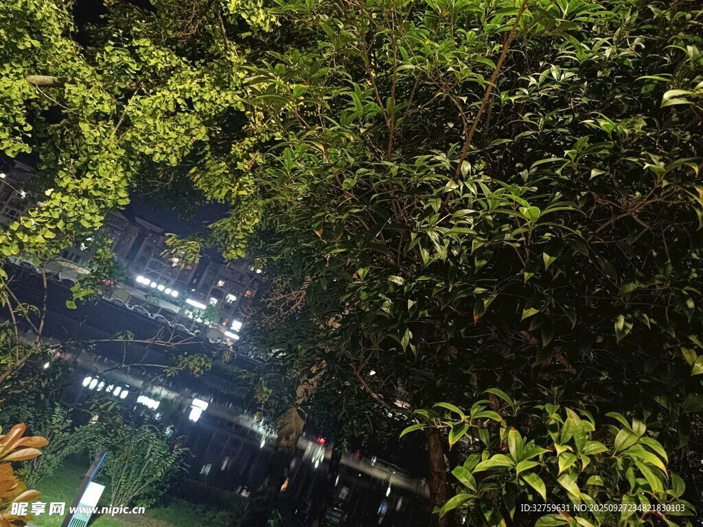 夜晚林間透出的城市燈光