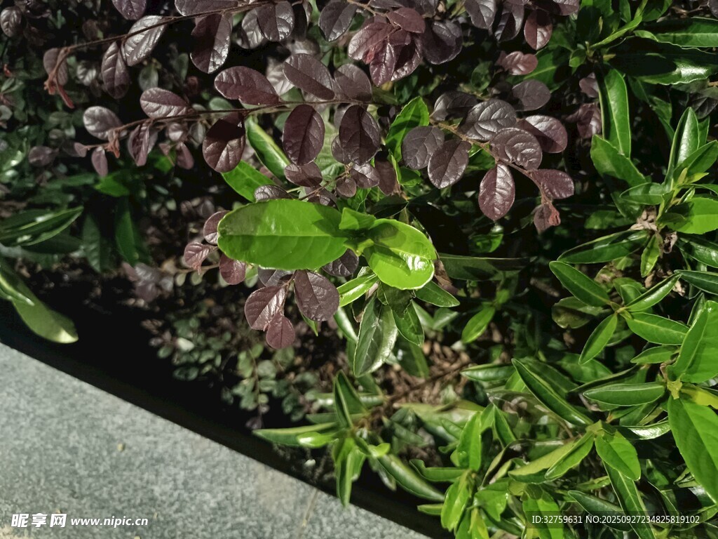 多彩植物景觀