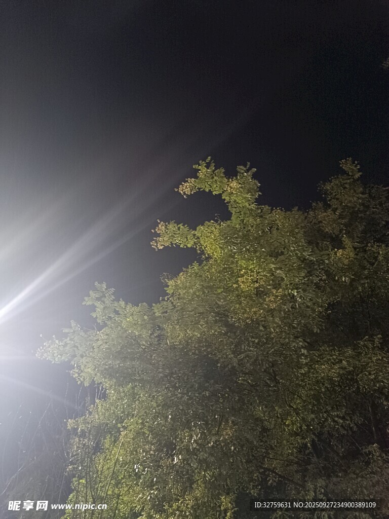 夜間燈光下的繁茂綠植